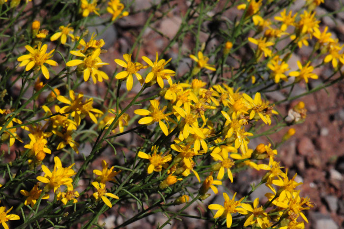 Broom Snakeweed flowers bloom in the late spring or fall-winter from July to September or November. The plants are sub-shrubs that are more or less rounded or mound-like and the stems are from a woody base. Gutierrezia sarothrae